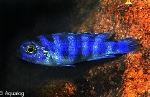 PSEUDOTROPHEUS DEMASONI