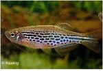 DANIO KYATHIT