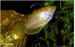 TRICHOGASTER LEERI - GOERAMIE GOUDLEERI GOLD