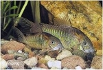 CORYDORAS AENEUS