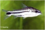 CORYDORAS PYGMAEUS - DWERGPANTSERWELS