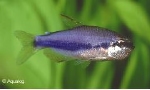 INPACHTYS KERRI - BLAUWE KEIZERTETRA