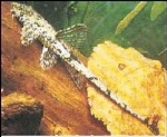 ALGETER LORICARIA FILAMENTOSA