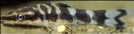 ZEBRA OTOCINCLUS
