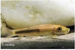 GYRINOCHEILUS AYMONERI GOLD - SIAMESE ALGETER