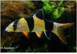 CHROMOBOTIA MACRANTHUS - BOTIA CLOWNBOTIA