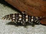 BOTIA KUBOTI - BOTIA POLKADOT