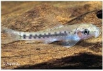 GYRINOCHEILUS AYMONERI - SIAMESE ALGENETER