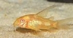 CORYDORAS PALEATUS ALBINO LONG FIN