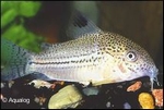CORYDORAS JULII