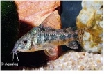 CORYDORAS PALEATUS - MARMER PANTSERWELS