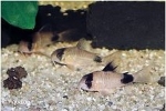 CORYDORAS PANDA
