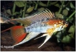 APISTOGRAMMA SP VIEJITA 2