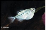 GASTROPELECUS LEVIS - BIJLZALM BLANKE