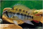 APISTOGRAMMA MACMASTERI / RED NECK