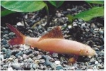 LABEO FRENATUS  ALBINO - EPALZEORHYNCHOS FRENATUS