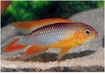 APISTOGRAMMA AGASSIZII  RED
