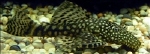 ANCISTRUS SPEC XL