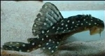 BARYANCISTRUS LDA-33