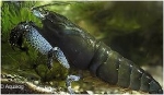 GARNAAL BLAUWE WAAIERHAND GARNAAL ATYA GABUNENSIS