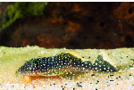 L-81 L83 BARYANCISTRUS GOLDEN NUGGET