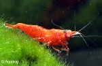 GARNAAL - NEOCARIDINA FIRE RED / CHERRY / KERSEN