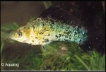 POECILIA LATIPINNA - MOLLY MARMER
