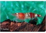 GARNAAL CRYSTAL  RED /LINE  - CARIDINA CF CANTANENSIS