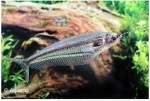 KRYPTOPTERUS BICIRRHIS - INDISCHE GLASWELS