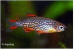 DANIO MARGARITATUS RASBORA GALAXY - PARELHOEN RASBORA