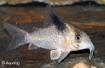 CORYDORAS MELANISTIUS