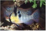 MIKROGEOPHAGUS RAMIREZI AZIE - ANTENNEBAARS XL