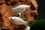 POECILLIA SPHENOPS  PLATINA BLEU LYRATAIL - PLATINA BLEU SLUIER MOLLY