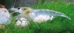GARNAAL WHITE PEARL NEOCARIDINA PALMATA