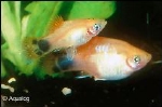XIPHOPHORUS MACULATUS - PLATY MAAN / MICKEY MOUSE GEEL