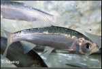 BLAUWE WINDE S