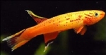 APHYOSEMION HJERSSENI