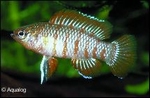 BADIS BADIS - BLAUW BAARSJE