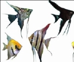 PTEROPHYLLUM SCALARE - MAANVIS XL  MIX