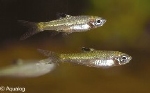 RASBORA DORSIOCELLATA - LICHTOOGJE