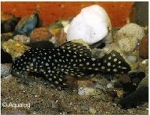 L-81 GOLDEN NUGGET- BARYANCISTRUS GOLDEN NUGGET