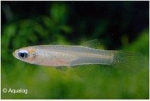 APLOCHEILICHTHYS NORMAANI - AFRIKAANS BLAUWOOGJE