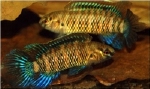 BADIS BADIS