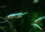 RASBORA AXELRODI BLEU