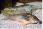 CORYDORAS ANEUS SCHULTZEI - GOUDSTREEP METAALPANTSERWELS