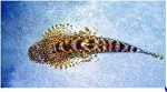 GASTROMYZON BORNEENSIS - GESPIKKELDE ALGENETER