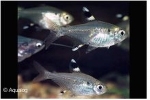 PRISTELLA MAXILLARIS - STERVLEKZALM