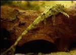 LORICARIA PARVA L WILD