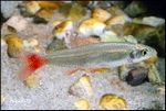 APHYOCHARAX ANISITSI - ROODVINZALM