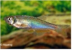 BRACHYDANIO ALBOLINEATUS - BLAUWE DANIO